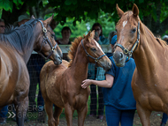 KS300622-28 - Cupboard Love's foal by Territories